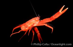 Pelagic red tuna crab, open ocean. San Diego, California, USA, Pleuroncodes planipes, natural history stock photograph, photo id 02249