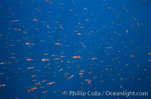 Pelagic red tuna crabs, Coronado Islands. Coronado Islands (Islas Coronado), Baja California, Mexico, Pleuroncodes planipes, natural history stock photograph, photo id 02353