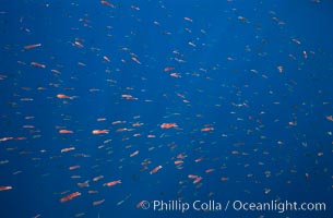 Pelagic red tuna crabs, Pleuroncodes planipes, swimming en masse near the Coronado Islands, Mexico.  These red crabs are a food source for blue whales.