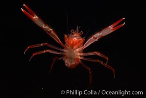 Pelagic red tuna crab, Pleuroncodes planipes, San Diego, California