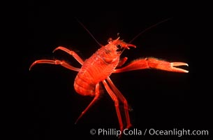 Pelagic red tuna crab. San Diego, California, USA, Pleuroncodes planipes, natural history stock photograph, photo id 05397