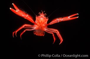 Pelagic red tuna crab, Pleuroncodes planipes, San Diego, California