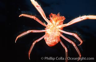 Pelagic red tuna crab, showing appendage hairs, open ocean. San Diego, California, USA, Pleuroncodes planipes, natural history stock photograph, photo id 06059