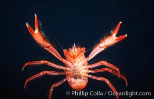 Pelagic red tuna crab, showing appendage hairs, open ocean, Pleuroncodes planipes, San Diego, California