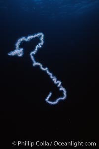 Pelagic siphonophore, one meter section, Apolemia, San Clemente Island