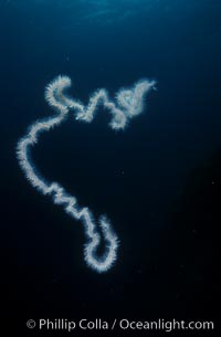 Pelagic siphonophore, one meter section, Apolemia, San Clemente Island