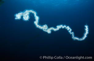 Pelagic siphonophore, one meter section, Apolemia, San Clemente Island