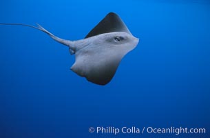 Pelagic stingray, open ocean, Pteroplatytrygon violacea, San Diego, California