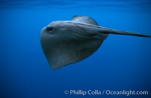 Pelagic stingray, open ocean, Pteroplatytrygon violacea, San Diego, California