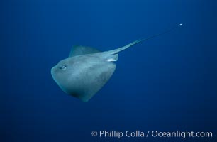 Pelagic stingray, open ocean, Pteroplatytrygon violacea, San Diego, California