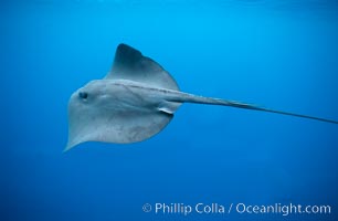 Pelagic stingray, open ocean, Pteroplatytrygon violacea, San Diego, California