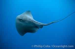 Pelagic stingray, open ocean, Pteroplatytrygon violacea, San Diego, California