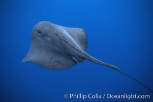 Pelagic stingray, open ocean, Pteroplatytrygon violacea, San Diego, California