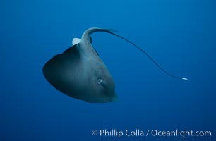 Pelagic stingray, open ocean, Pteroplatytrygon violacea, San Diego, California