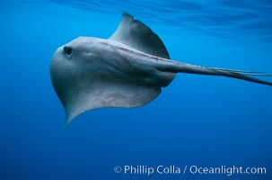 Pelagic stingray, open ocean, Pteroplatytrygon violacea, San Diego, California