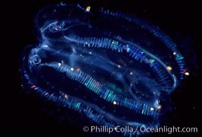 Unidentified pelagic zooplankton, San Diego, California