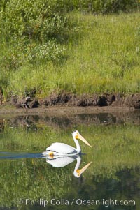 White pelican on the Snake River, Pelecanus erythrorhynchos, Grand Teton National Park, Wyoming