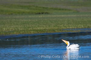 White pelican on the Yellowstone River, Pelecanus erythrorhynchos, Hayden Valley, Yellowstone National Park, Wyoming