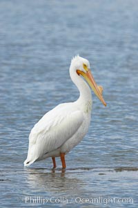 White pelican, breeding adult with fibrous plate on upper mandible of bill, Batiquitos Lagoon, Pelecanus erythrorhynchos, Carlsbad, California