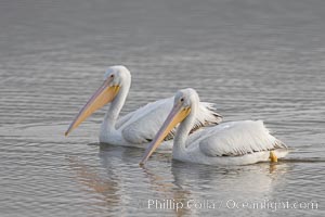 White pelicans. San Elijo Lagoon, Encinitas, California, USA, Pelecanus erythrorhynchos, natural history stock photograph, photo id 15723