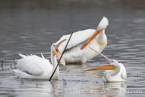 White pelicans, Pelecanus erythrorhynchos, San Elijo Lagoon, Encinitas, California