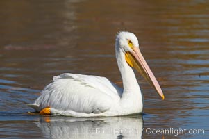 White pelican, Pelecanus erythrorhynchos, Santee Lakes