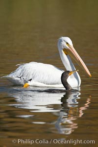 White pelican, Pelecanus erythrorhynchos, Santee Lakes