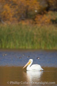 White pelican, Pelecanus erythrorhynchos, Santee Lakes