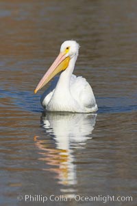 White pelican, Pelecanus erythrorhynchos, Santee Lakes