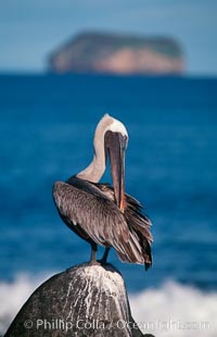 Brown pelican.