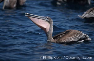 Brown pelicans feeding on krill, Pelecanus occidentalis, Coronado Islands (Islas Coronado)