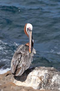 Brown pelican, Pelecanus occidentalis, North Seymour Island