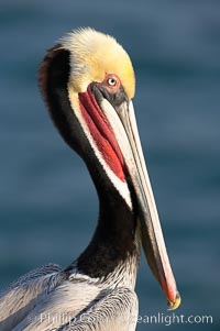 Brown pelican.  This large seabird has a wingspan over 7 feet wide. The California race of the brown pelican holds endangered species status, due largely to predation in the early 1900s and to decades of poor reproduction caused by DDT poisoning.  In winter months, breeding adults assume a dramatic plumage with brown neck, yellow and white head and bright red gular throat pouch, Pelecanus occidentalis, Pelecanus occidentalis californicus, La Jolla