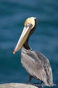 Brown pelican.  This large seabird has a wingspan over 7 feet wide. The California race of the brown pelican holds endangered species status, due largely to predation in the early 1900s and to decades of poor reproduction caused by DDT poisoning.  In winter months, breeding adults assume a dramatic plumage with brown neck, yellow and white head and bright red gular throat pouch, Pelecanus occidentalis, Pelecanus occidentalis californicus, La Jolla
