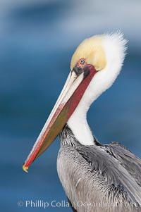 Brown pelican, adult winter non-breeding plumage showing white hindneck and red gular throat pouch..  This large seabird has a wingspan over 7 feet wide. The California race of the brown pelican holds endangered species status, due largely to predation in the early 1900s and to decades of poor reproduction caused by DDT poisoning, Pelecanus occidentalis, Pelecanus occidentalis californicus, La Jolla