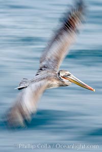 Brown pelican in flight.  The wingspan of the brown pelican is over 7 feet wide. Long exposure shows motion as a blur. The California race of the brown pelican holds endangered species status.  In winter months, breeding adults assume a dramatic plumage with dark brown hindneck and bright red gular throat pouch.