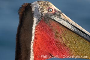 Brown pelican, showing bright red gular pouch and breeding plumage with brown neck.  This large seabird has a wingspan over 7 feet wide. The California race of the brown pelican holds endangered species status, due largely to predation in the early 1900s and to decades of poor reproduction caused by DDT poisoning, Pelecanus occidentalis, Pelecanus occidentalis californicus, La Jolla