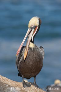 Brown pelican preening.  After wiping its long beak on the uropygial gland near the base of its tail, the pelican spreads the preen oil on feathers about its body, helping to keep them water resistant, an important protection for a bird that spends much of its life diving in the ocean for prey, Pelecanus occidentalis, Pelecanus occidentalis californicus, La Jolla, California