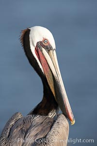 Brown pelican.  This large seabird has a wingspan over 7 feet wide. The California race of the brown pelican holds endangered species status, due largely to predation in the early 1900s and to decades of poor reproduction caused by DDT poisoning.  In winter months, breeding adults assume a dramatic plumage with brown neck, yellow and white head and bright red gular throat pouch, Pelecanus occidentalis, Pelecanus occidentalis californicus, La Jolla