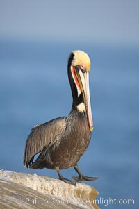 Brown pelican.  This large seabird has a wingspan over 7 feet wide. The California race of the brown pelican holds endangered species status, due largely to predation in the early 1900s and to decades of poor reproduction caused by DDT poisoning.  In winter months, breeding adults assume a dramatic plumage with brown neck, yellow and white head and bright red gular throat pouch, Pelecanus occidentalis, Pelecanus occidentalis californicus, La Jolla