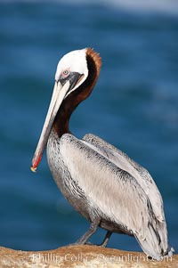 Brown pelican.  This large seabird has a wingspan over 7 feet wide. The California race of the brown pelican holds endangered species status, due largely to predation in the early 1900s and to decades of poor reproduction caused by DDT poisoning.  In winter months, breeding adults assume a dramatic plumage with brown neck, yellow and white head and bright red gular throat pouch, Pelecanus occidentalis, Pelecanus occidentalis californicus, La Jolla