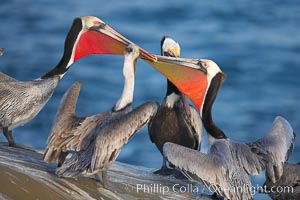 Brown pelicans in breeding plumage with bright red gular pouches, socializing, using bills to intimidate one another, Pelecanus occidentalis, Pelecanus occidentalis californicus, La Jolla, California