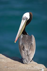 Brown pelican.  This large seabird has a wingspan over 7 feet wide. The California race of the brown pelican holds endangered species status, due largely to predation in the early 1900s and to decades of poor reproduction caused by DDT poisoning.  In winter months, breeding adults assume a dramatic plumage with brown neck, yellow and white head and bright red gular throat pouch, Pelecanus occidentalis, Pelecanus occidentalis californicus, La Jolla
