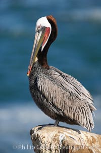 Brown pelican.  This large seabird has a wingspan over 7 feet wide. The California race of the brown pelican holds endangered species status, due largely to predation in the early 1900s and to decades of poor reproduction caused by DDT poisoning.  In winter months, breeding adults assume a dramatic plumage with brown neck, yellow and white head and bright red gular throat pouch, Pelecanus occidentalis, Pelecanus occidentalis californicus, La Jolla
