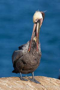 Brown pelican preening.  After wiping its long beak on the uropygial gland near the base of its tail, the pelican spreads the preen oil on feathers about its body, helping to keep them water resistant, an important protection for a bird that spends much of its life diving in the ocean for prey, Pelecanus occidentalis, Pelecanus occidentalis californicus, La Jolla, California