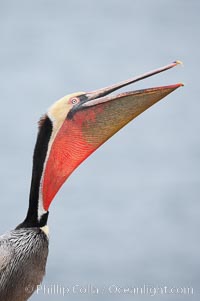 Brown pelican stretches its throat with a head throw. California race with winter mating plumage, showing bright red gular pouch and breeding plumage, Pelecanus occidentalis, Pelecanus occidentalis californicus, La Jolla