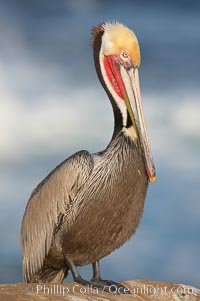 California brown pelican portrait, winter mating plumage, bright red gular pouch and dark brown hindneck.