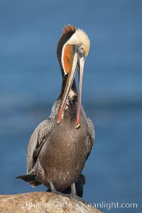 Brown pelican preening, showing bright red gular pouch and dark brown hindneck plumage of breeding adults.  After wiping its long beak on the uropygial gland near the base of its tail, the pelican spreads the preen oil on feathers about its body, helping to keep them water resistant, an important protection for a bird that spends much of its life diving in the ocean for prey, Pelecanus occidentalis, Pelecanus occidentalis californicus, La Jolla, California