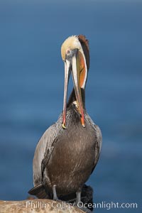 Brown pelican preening.  After wiping its long beak on the uropygial gland near the base of its tail, the pelican spreads the preen oil on feathers about its body, helping to keep them water resistant, an important protection for a bird that spends much of its life diving in the ocean for prey, Pelecanus occidentalis, Pelecanus occidentalis californicus, La Jolla, California