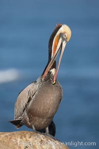 Brown pelican preening.  After wiping its long beak on the uropygial gland near the base of its tail, the pelican spreads the preen oil on feathers about its body, helping to keep them water resistant, an important protection for a bird that spends much of its life diving in the ocean for prey, Pelecanus occidentalis, Pelecanus occidentalis californicus, La Jolla, California